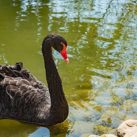 Menada In Cascadas Slăntjev Brjag